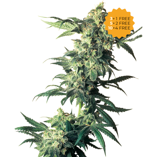Sensi Seeds - Northern Lights