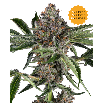 Sensi Seeds - Papaya Jealousy