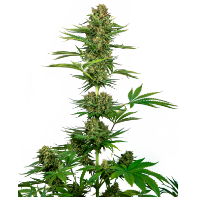 Sensi Seeds - Satin Black Domina CBD