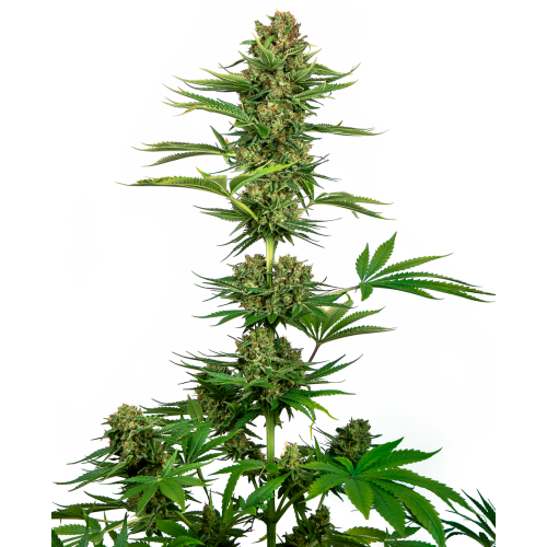 Sensi Seeds - Satin Black Domina CBD
