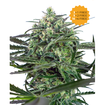 Sensi Seeds - Sensi Amnesia