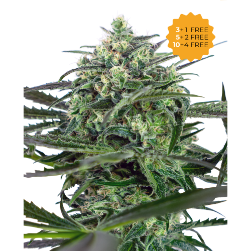 Sensi Seeds - Sensi Amnesia