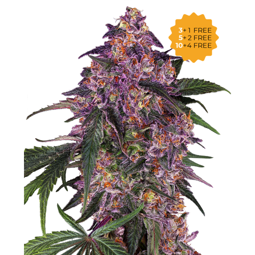 Sensi Seeds - Sensi Purple Kush