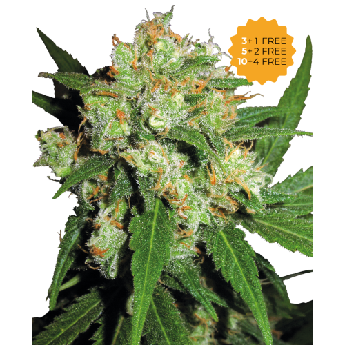 Sensi Seeds - Sensi Skunk