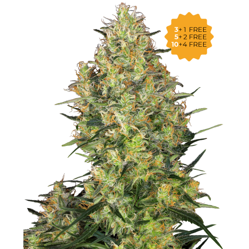 Sensi Seeds - Shiva Skunk
