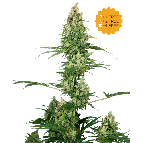 Sensi Seeds - Silver Fire