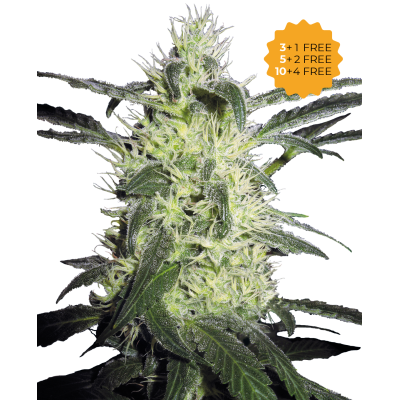 Sensi Seeds - Silver Haze