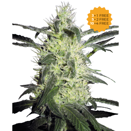 Sensi Seeds - Silver Haze