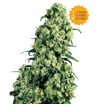 Sensi Seeds - Skunk #1