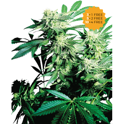 Sensi Seeds - Skunk Kush