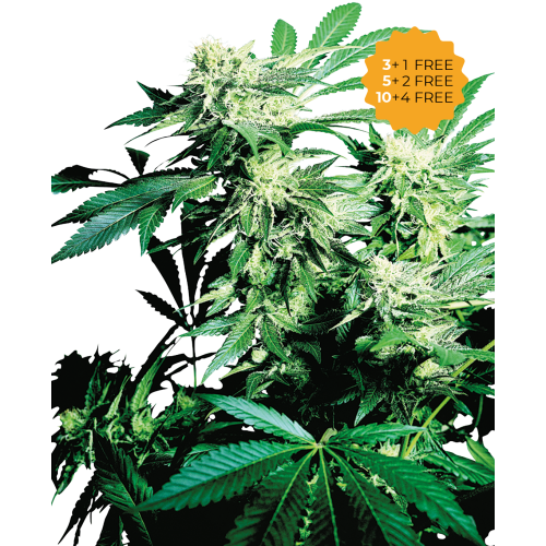 Sensi Seeds - Skunk Kush