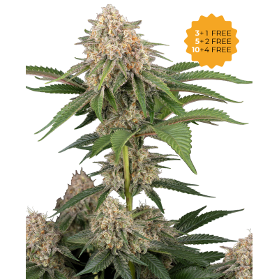 Sensi Seeds - Sticky Berry Mints XXL