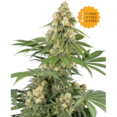 Sensi Seeds - Sticky Orange XXL