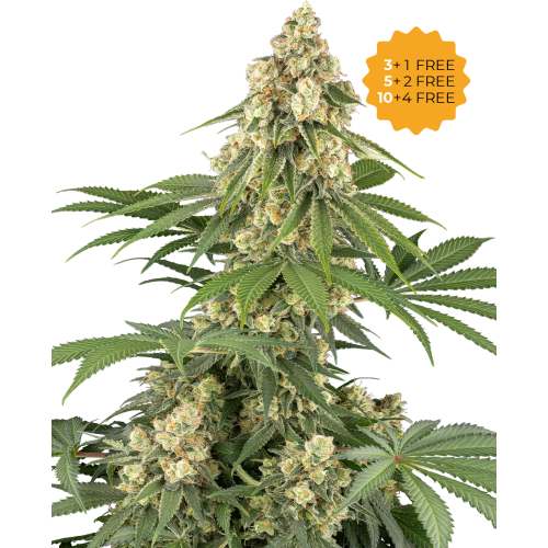 Sensi Seeds - Sticky Orange XXL