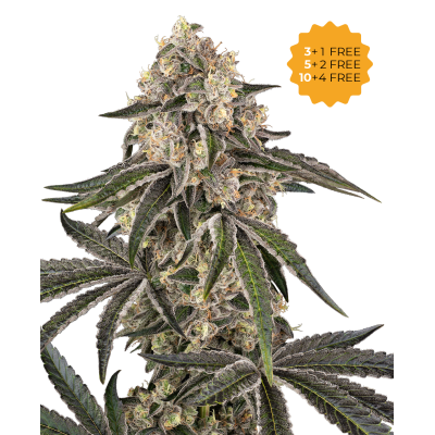 Sensi Seeds - Sunset Peach