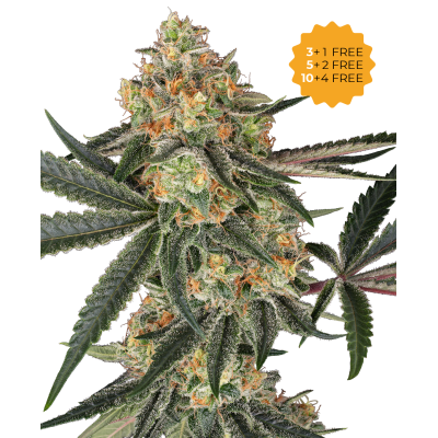 Sensi Seeds - Super Lemon Cherry