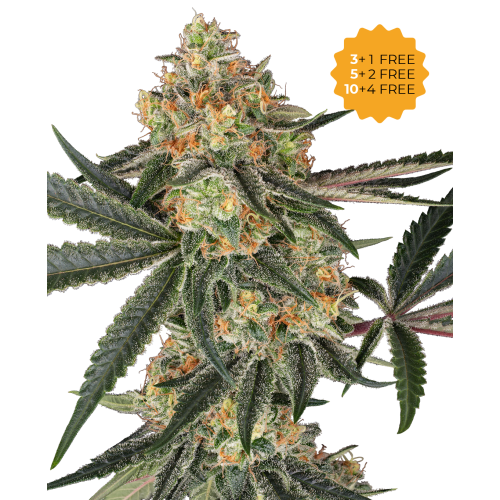 Sensi Seeds - Super Lemon Cherry