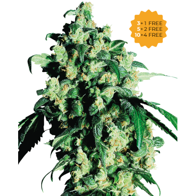 Sensi Seeds - Super Skunk