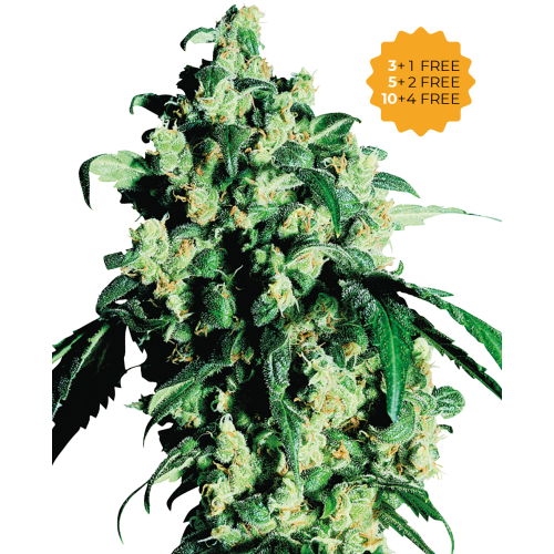 Sensi Seeds - Super Skunk