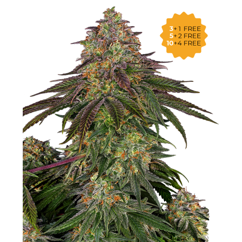 Sensi Seeds - Sweet Cherry Kush