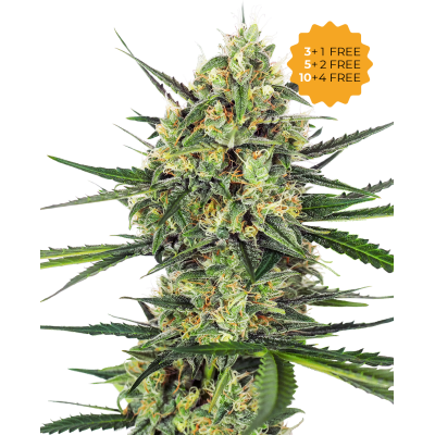Sensi Seeds - Tangerine Sugar