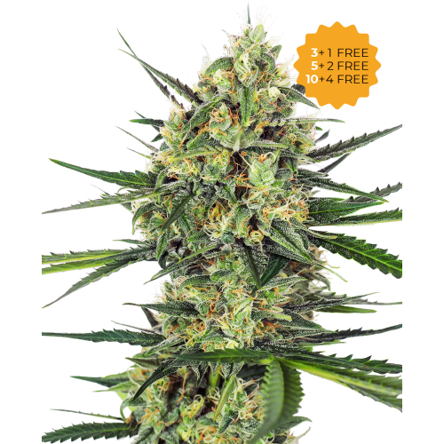 Sensi Seeds - Tangerine Sugar