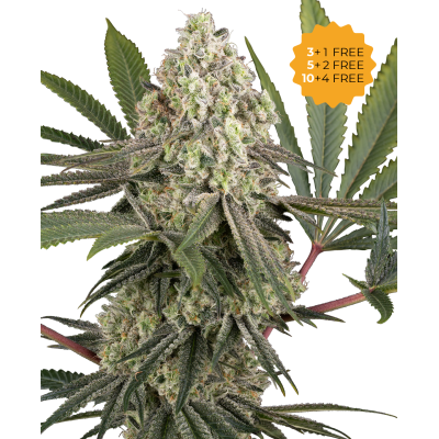 Sensi Seeds - Triple Mints XXL