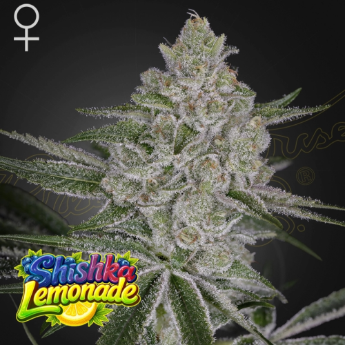 Green House Seed - Shishka Lemonade
