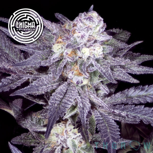 Enigma Genetics - Jealousy 54