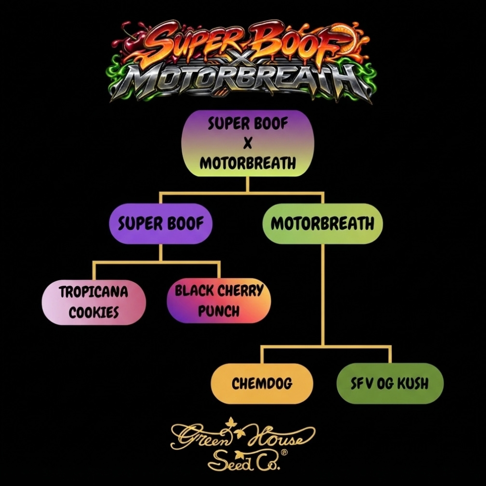 Balení semínek Super Boof x Motorbreath od&nbsp;Green House Seeds