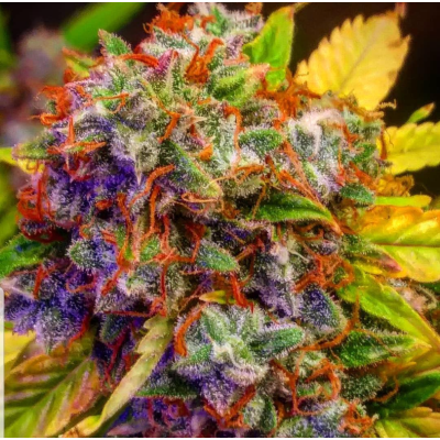 B-S-B Genetics - Diablo XL Auto