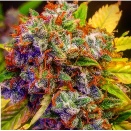 B-S-B Genetics - Diablo XL Auto
