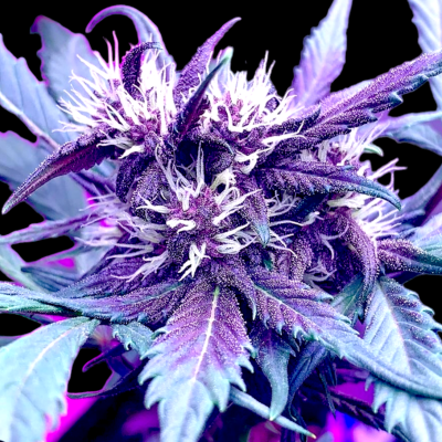 B-S-B Genetics - Strawberry Milkshake Auto