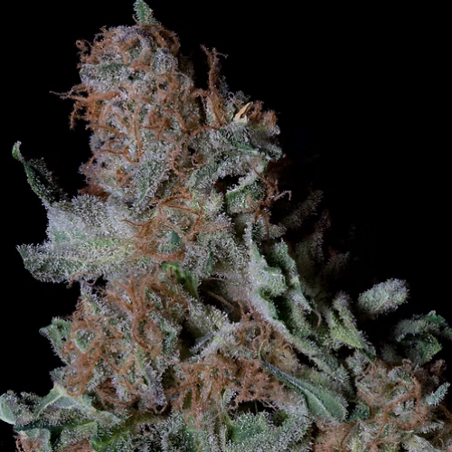 Don Avalanche Seeds - Don Blueberry Cookies