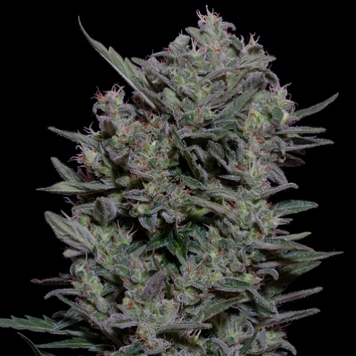 Don Avalanche Seeds - Don Gelato Auto