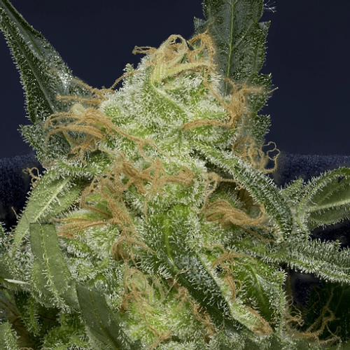 Don Avalanche Seeds - Don Gorilla Glue Auto