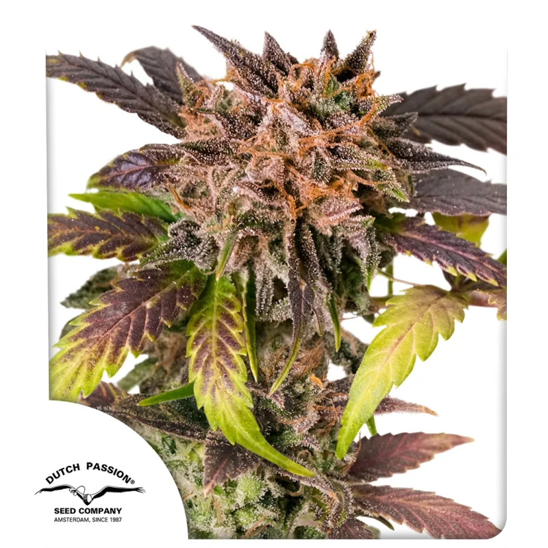 Auto GrapeFruitZ
