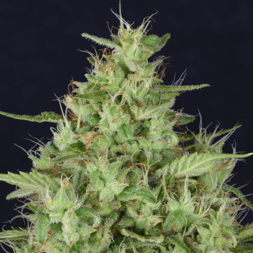 Don Avalanche Seeds - Don Star Dawg