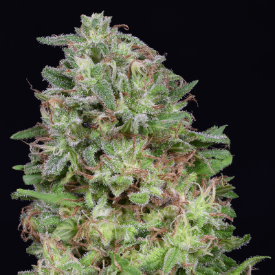 Don Avalanche Seeds - Don White Widow