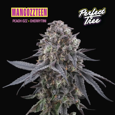 Perfect Tree - Mangozteen