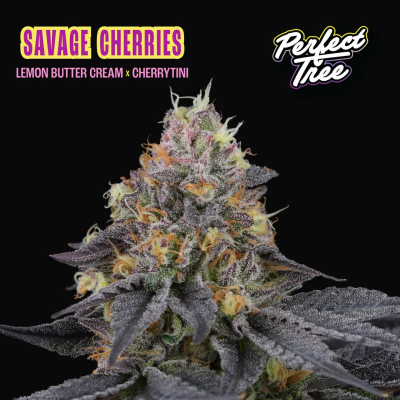 Perfect Tree - Savage Cherries
