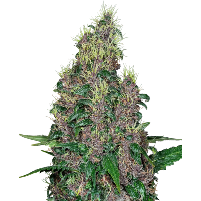 Sensi Seeds x Fat Beans - Mandarine Jam