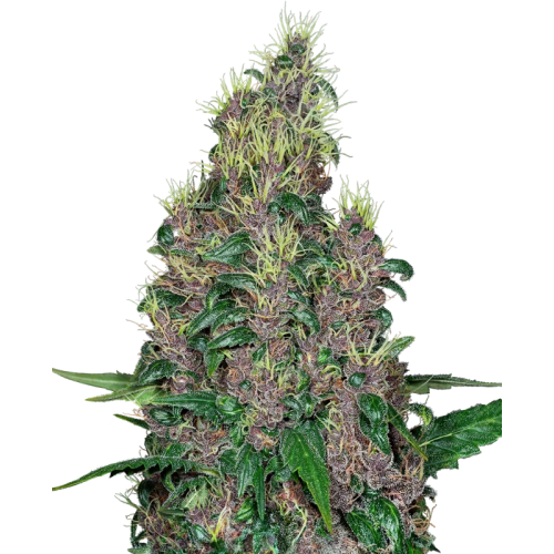 Sensi Seeds x Fat Beans - Mandarine Jam