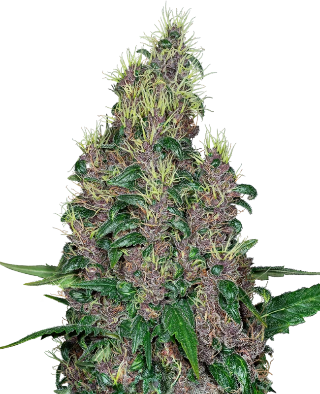 Sensi Seeds x Fat Beans - Mandarine Jam
