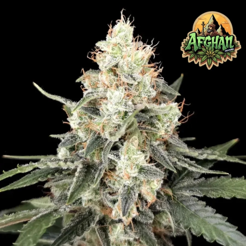 Ganja Farmer - Afghan Auto