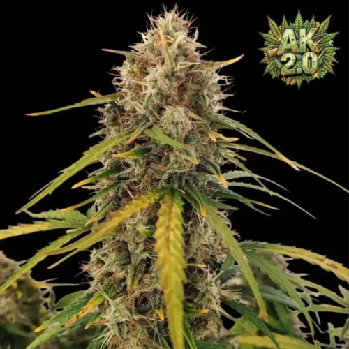 Ganja Farmer - AK 2.0 XL Auto