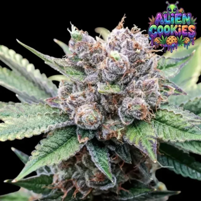 Ganja Farmer - Alien Cookies
