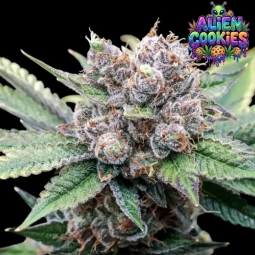 Ganja Farmer - Alien Cookies