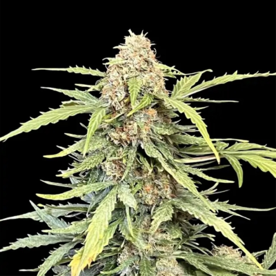 Ganja Farmer - Amnesia Haze Auto