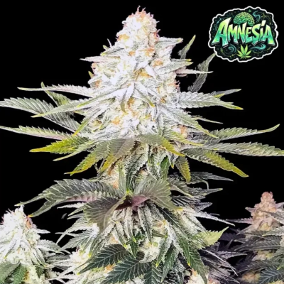 Ganja Farmer - Amnesia